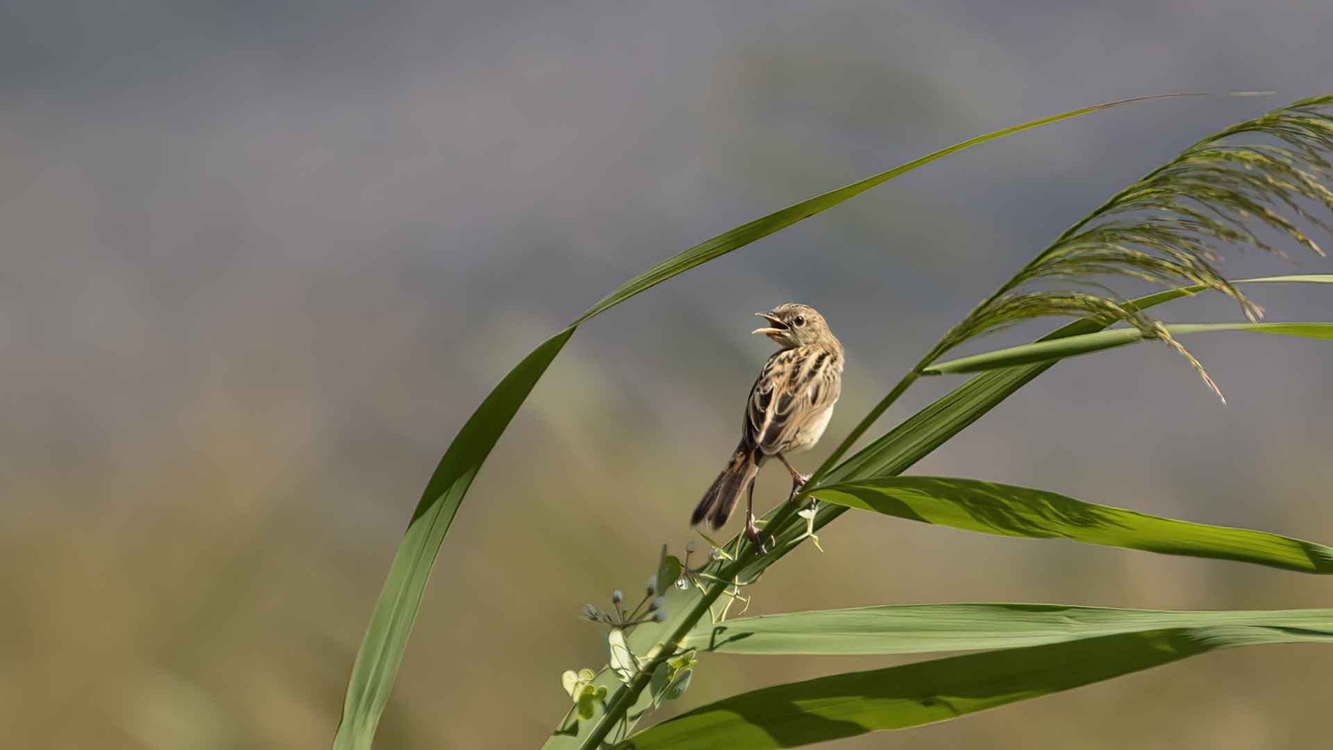 Zitting Cisticola